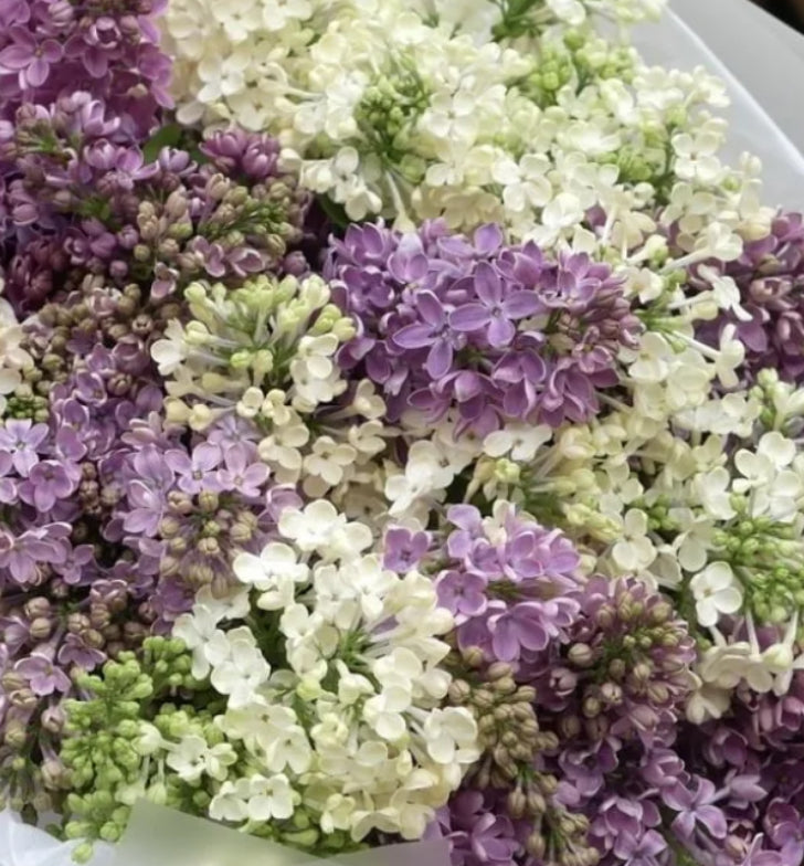 Just Lilac Bouquet