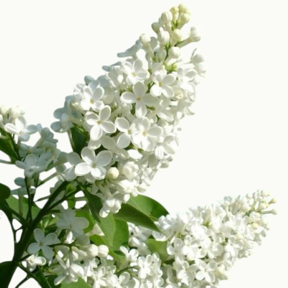 Just Lilac Bouquet