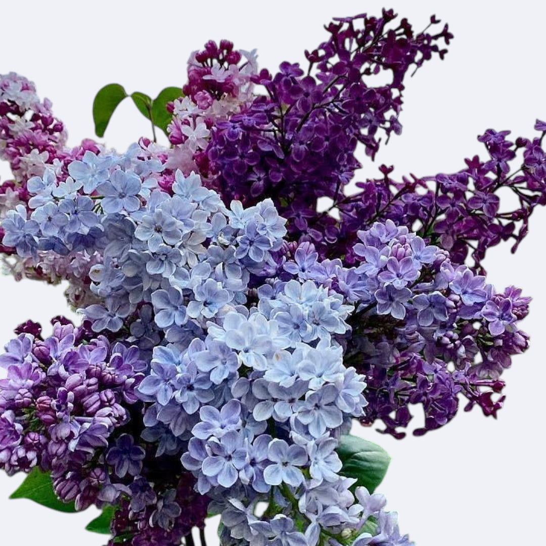 Just Lilac Bouquet