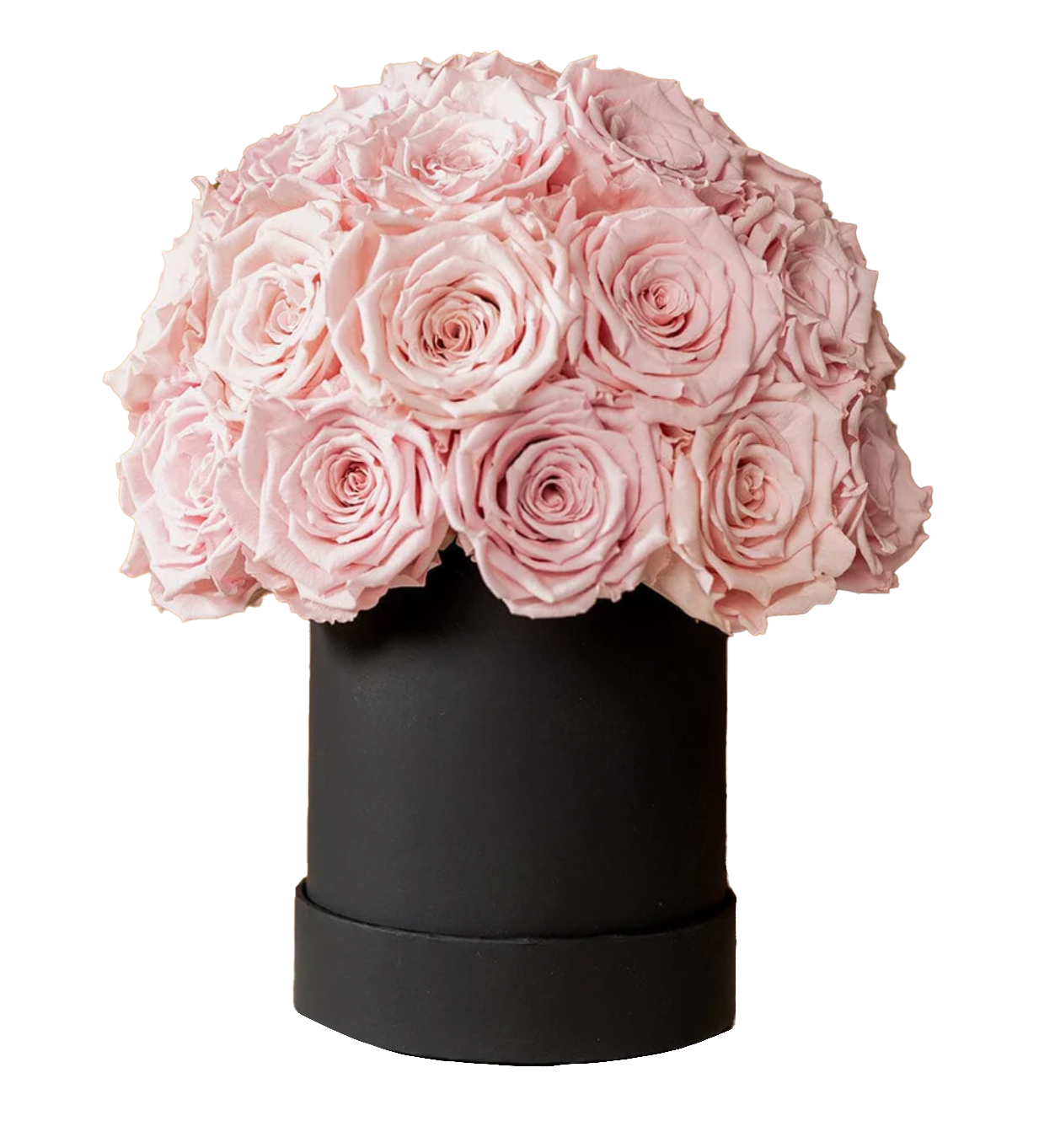 Rose Every Day